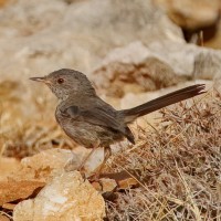 Marmora's Warbler